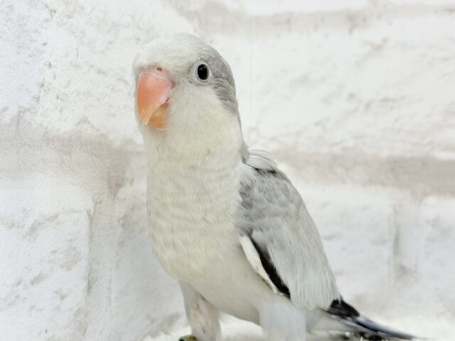 落ち着きカラーのペンギンさん🐧🩶オキナインコ(コバルトオパーリン) ヒナ オキナインコ