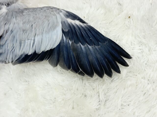 落ち着きカラーのペンギンさん🐧🩶オキナインコ(コバルトオパーリン) ヒナ オキナインコ