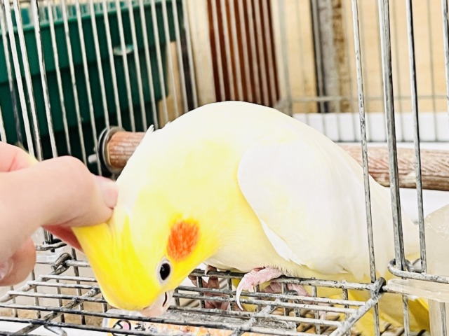 画像更新☆超ビッグボディー💛マーガレットみたいにパッと黄色い🌼オカメインコのルチノー♡ オカメインコ