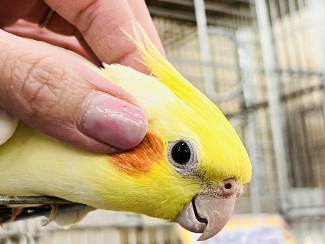 画像更新☆超ビッグボディー💛マーガレットみたいにパッと黄色い🌼オカメインコのルチノー♡ オカメインコ