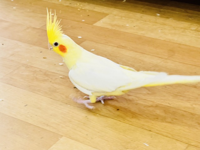 画像更新☆超ビッグボディー💛マーガレットみたいにパッと黄色い🌼オカメインコのルチノー♡ オカメインコ