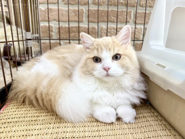 ミヌエット
