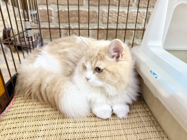 ミヌエット
