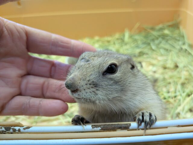 最新画像あります⭐️なでなでができちゃうキュルキュルおめめの子👀リチャードソンジリスの女の子! リチャードソンジリス