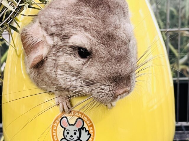 チンチラ