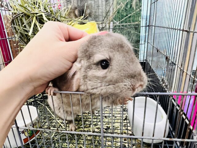 最新動画&画像更新♡触れるよ♡チンチラのシナモンカラーの女の子入舎しました! チンチラ