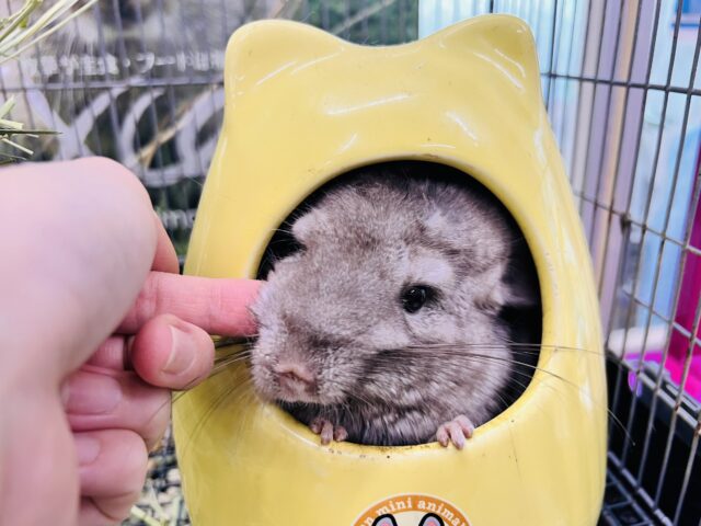 チンチラ