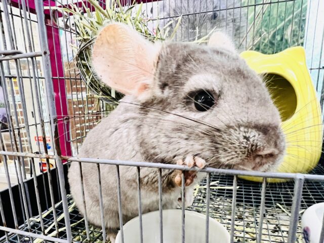 チンチラ