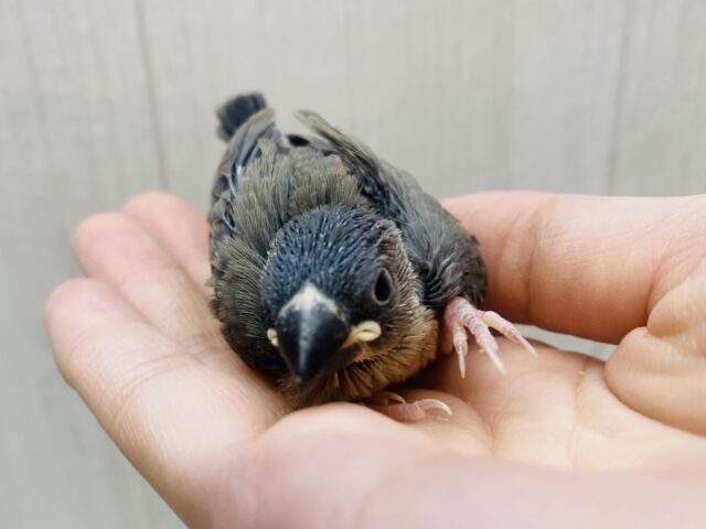 桜文鳥