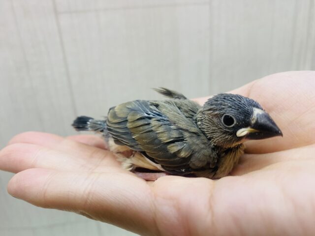 桜文鳥