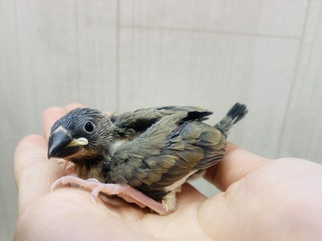 桜文鳥