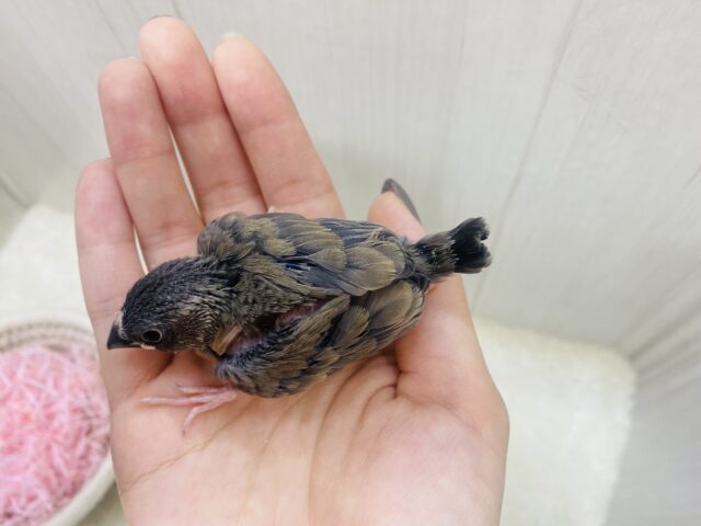 桜文鳥
