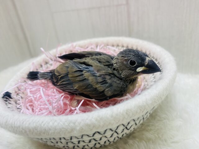 桜文鳥
