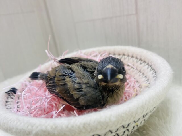 桜文鳥
