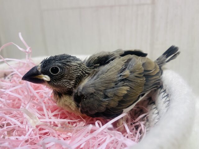 桜文鳥