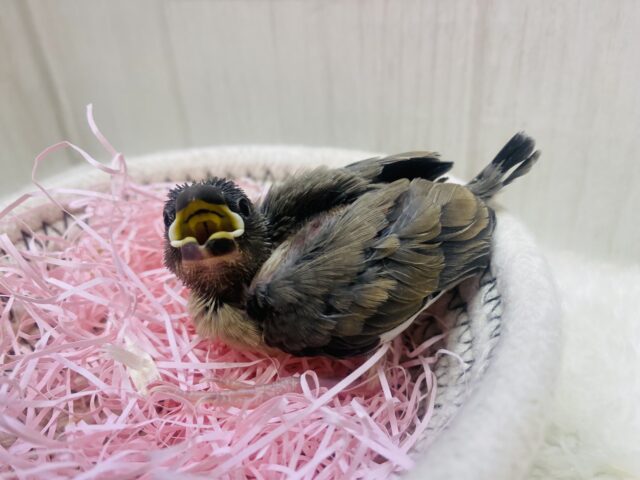 桜文鳥