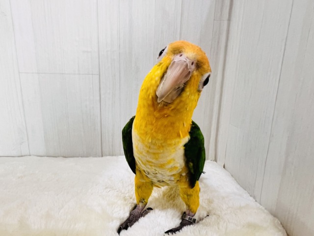 やんちゃ坊主‼︎主張強め〜シロハラインコ!! シロハラインコ