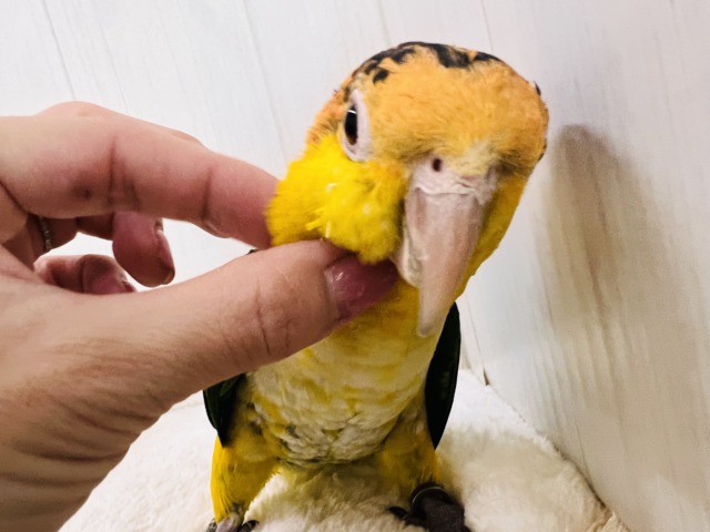 やんちゃ坊主‼︎主張強め〜シロハラインコ!! シロハラインコ