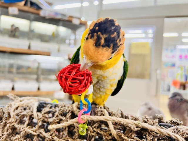 やんちゃ坊主‼︎主張強め〜シロハラインコ!! シロハラインコ