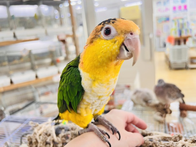 やんちゃ坊主‼︎主張強め〜シロハラインコ!! シロハラインコ
