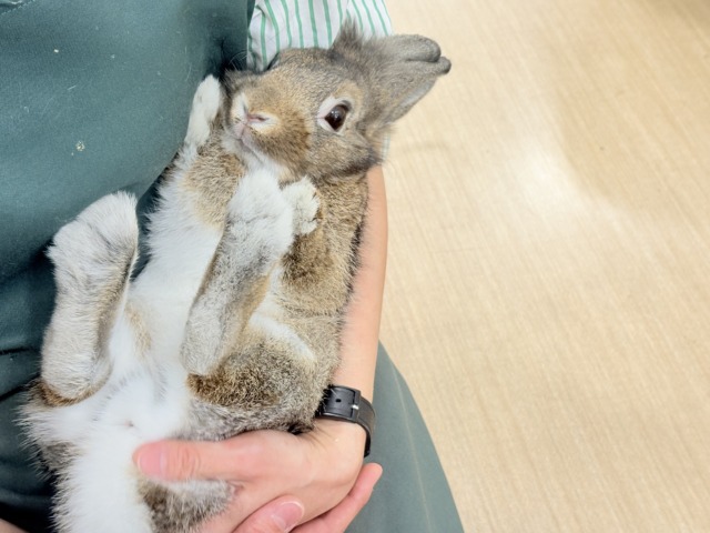 【最新画像更新🪄】心優しいおっとりさん🫧ライオンラビット(チェスナット)男の子 ライオンラビット