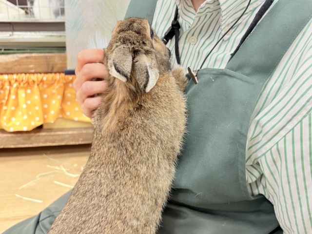 【最新画像更新🪄】心優しいおっとりさん🫧ライオンラビット(チェスナット)男の子 ライオンラビット