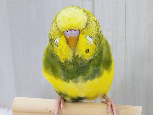最新画像更新✨究極のツンデレでれぇ〜♡なジャンボセキセイインコ🌱 ジャンボセキセイインコ
