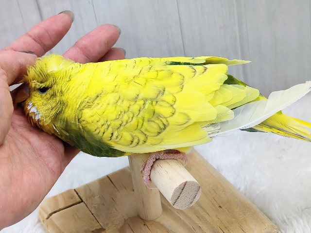 最新画像更新✨究極のツンデレでれぇ〜♡なジャンボセキセイインコ🌱 ジャンボセキセイインコ