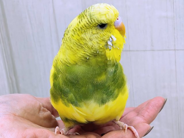 最新画像更新✨究極のツンデレでれぇ〜♡なジャンボセキセイインコ🌱 ジャンボセキセイインコ