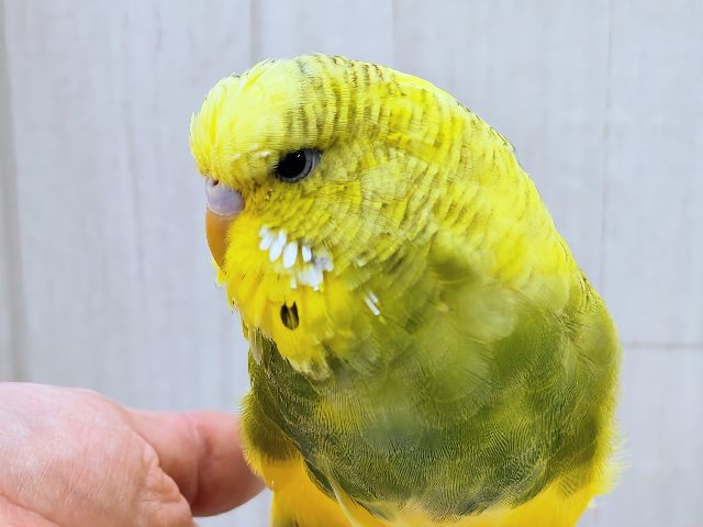 最新画像更新✨究極のツンデレでれぇ〜♡なジャンボセキセイインコ🌱 ジャンボセキセイインコ