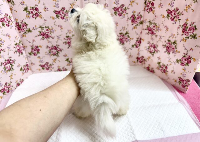 ペキビション
