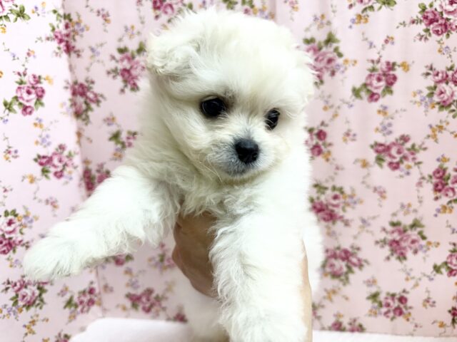 ペキビション