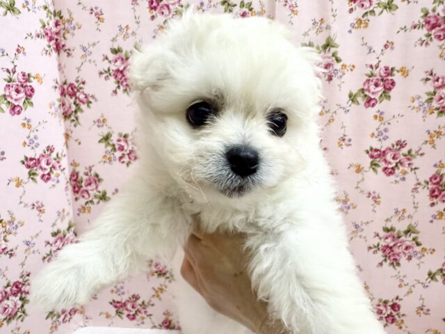 最新画像📸ハーフ犬(ペキニーズ✖️ビションフリーゼ)女の子♪ふわもこシュークリーム☁️ ペキビション