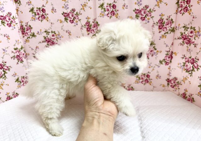 最新画像📸ハーフ犬(ペキニーズ✖️ビションフリーゼ)女の子♪ふわもこシュークリーム☁️ ペキビション