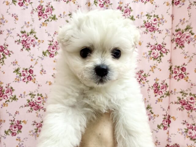 最新画像📸ハーフ犬(ペキニーズ✖️ビションフリーゼ)女の子♪ふわもこシュークリーム☁️ ペキビション