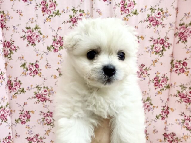 最新画像📸ハーフ犬(ペキニーズ✖️ビションフリーゼ)女の子♪ふわもこシュークリーム☁️ ペキビション
