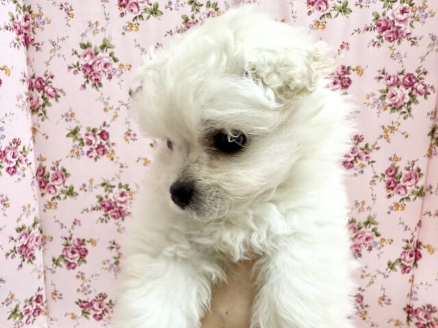 最新画像📸ハーフ犬(ペキニーズ✖️ビションフリーゼ)女の子♪ふわもこシュークリーム☁️ ペキビション