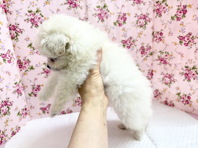 ペキビション