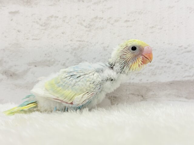 【最新画像更新🪄】甘々コットンキャンディー🍬🫧セキセイインコ(パステルレインボー) ヒナ セキセイインコ