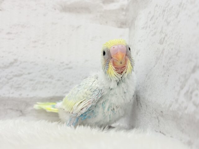 【最新画像更新🪄】甘々コットンキャンディー🍬🫧セキセイインコ(パステルレインボー) ヒナ セキセイインコ