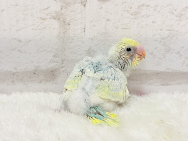 【最新画像更新🪄】甘々コットンキャンディー🍬🫧セキセイインコ(パステルレインボー) ヒナ セキセイインコ