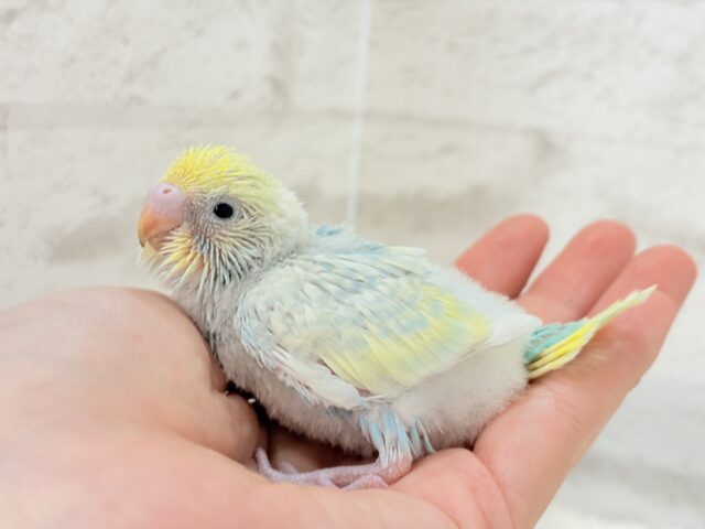 【最新画像更新🪄】甘々コットンキャンディー🍬🫧セキセイインコ(パステルレインボー) ヒナ セキセイインコ