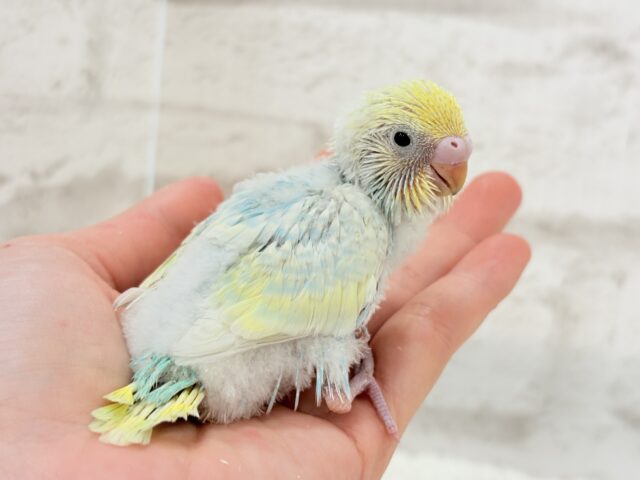 【最新画像更新🪄】甘々コットンキャンディー🍬🫧セキセイインコ(パステルレインボー) ヒナ セキセイインコ