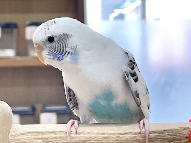 【☆最新画像更新☆】クッキークリームカラー⁉⁉⁉ セキセイインコ(白ハルクイン) セキセイインコ