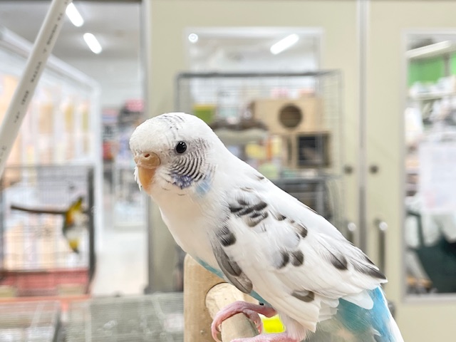 【☆最新画像更新☆】クッキークリームカラー⁉⁉⁉ セキセイインコ(白ハルクイン) セキセイインコ