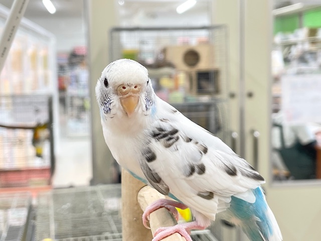 【☆最新画像更新☆】クッキークリームカラー⁉⁉⁉ セキセイインコ(白ハルクイン) セキセイインコ