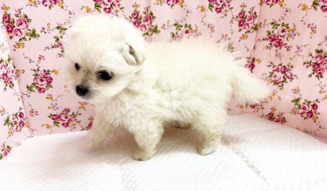 最新画像📸ハーフ犬(ペキニーズ✖️ビションフリーゼ)女の子♪ふわもこシュークリーム☁️ ペキビション