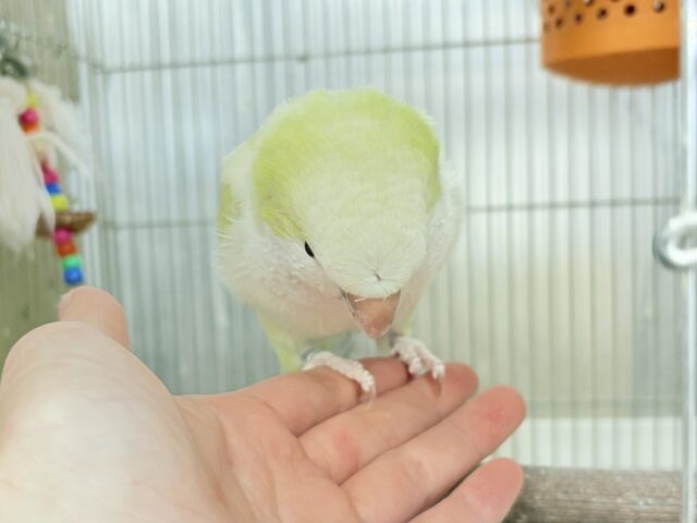 【動画更新🪄】デレた瞬間の爆発的可愛さ💣❤️🔥オキナインコ(アクアブルーパリドイノ) オキナインコ