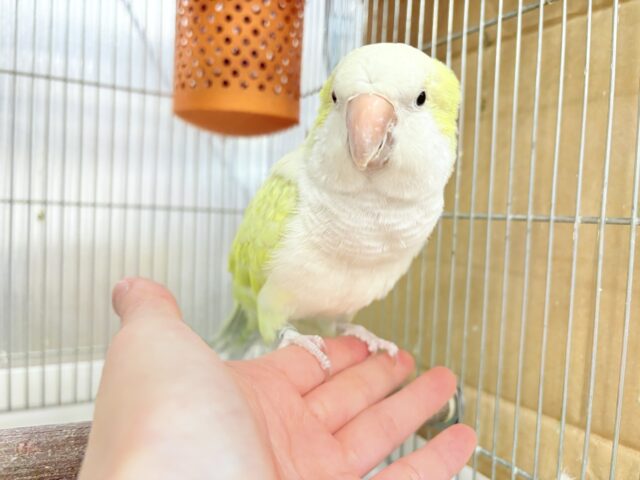 【動画更新🪄】デレた瞬間の爆発的可愛さ💣❤️🔥オキナインコ(アクアブルーパリドイノ) オキナインコ