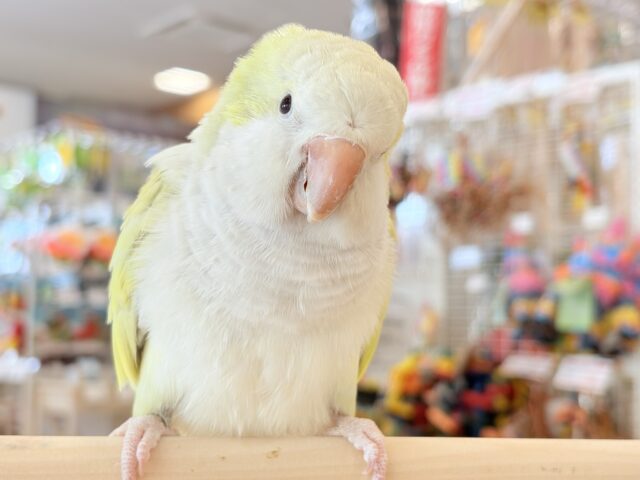 【動画更新🪄】デレた瞬間の爆発的可愛さ💣❤️🔥オキナインコ(アクアブルーパリドイノ) オキナインコ